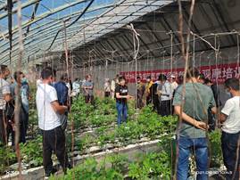 培训 2021年--曹云娥《2021年红寺堡区蔬菜新品种新技术观摩培训》 (15)